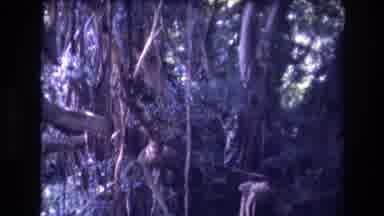 Honolulu Oahu Hawaii USA (1977): Looking For An Animal In A Large Tree With Lots