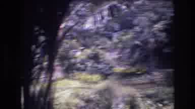 Honolulu Oahu Hawaii USA (1977): Admiring The Beautiful Trees On Such A Beautiful