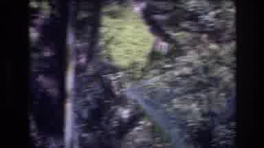Honolulu Oahu Hawaii USA (1977): Birds Sitting On A Metal Fence, And A Growth Of