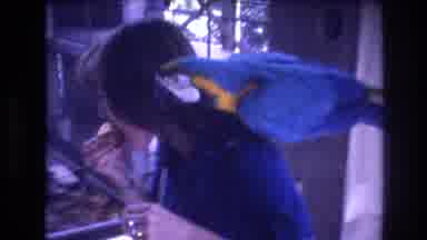 Honolulu Oahu Hawaii USA (1977): Gentle Bird Loves The Friendly Feeding Service At