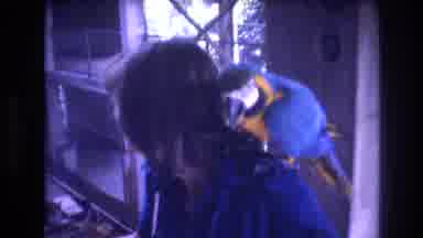 Honolulu Oahu Hawaii USA (1977): People Loving Exotic Birds