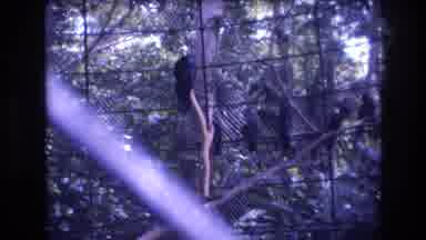 Honolulu Oahu Hawaii USA (1977): Blackbird Aviary Trees Foliage Perched Iron Bars