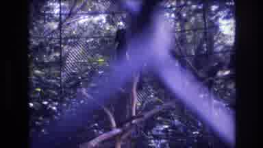 Honolulu Oahu Hawaii USA (1977): Large Dark-Colored Birds Perched On Branches In A