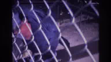 Honolulu Oahu Hawaii USA (1977): Bird In A Caged Area Eating Food