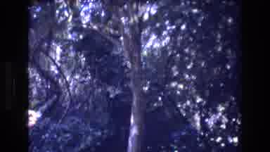 Honolulu Oahu Hawaii USA (1977): A Man Standing Near A Tree With An Object In Hand