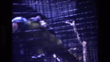 Honolulu Oahu Hawaii USA (1977): Honolulu Hawaii Usa Bird Parrot Cage Lake Vintage