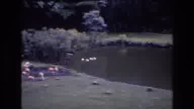 Honolulu Oahu Hawaii USA (1977): Bird Trees Lake Pond Ocean Trees Vacation Old