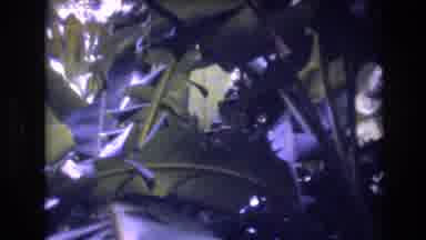 Honolulu Oahu Hawaii USA (1977): Many Leaves Of Green Low Crisscrossed Trees, Some