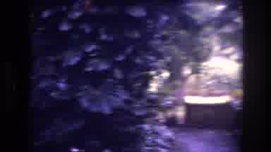 Honolulu Oahu Hawaii USA (1977): Backyard Jungle Wooded Area