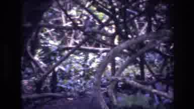 HONOLULU OAHU HAWAII USA-1977: Vintage 8mm Footage of Tropical Forest Canopy