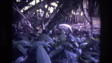 Honolulu Oahu Hawaii USA (1977): Bird Eating Something On The Ground