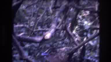 Honolulu Oahu Hawaii USA (1977): Tree Limbs Near The Ground In A Wooded Area In A
