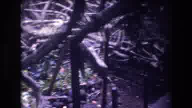 Honolulu Oahu Hawaii USA (1977): Old Footage Of FPV Walk Through Heavily Overgrown