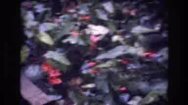 Honolulu Oahu Hawaii USA (1977): Views Of Waste Land Turned Into Bright Colored