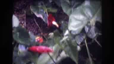 Honolulu Oahu Hawaii USA (1977): Calla Lily: Glass Of Red Milk In The Bush