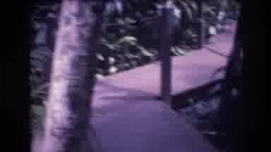 Honolulu Oahu Hawaii USA (1977): Walking Down The Wooden Path Through A Jungle