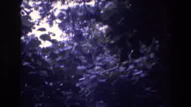 Honolulu Oahu Hawaii USA (1977): Walking Down The Wooden Path Through A Jungle