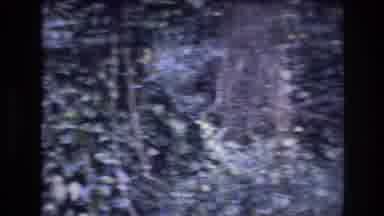 Honolulu Oahu Hawaii USA (1977): In The Woods