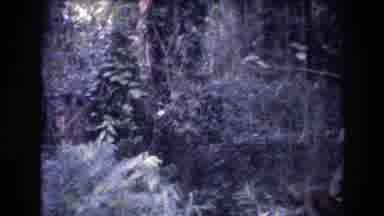 HONOLULU OAHU HAWAII USA-1977: Scanning Dense Tropical Forest For Wildlife