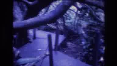 Honolulu Oahu Hawaii USA (1977): An Elevated Walkway Runs Through A Tangled Forest