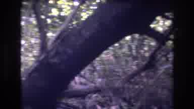 Honolulu Oahu Hawaii USA (1977): Peek A Boo Hiding Behind The Branch Of A Fallen