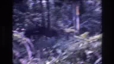 Honolulu Oahu Hawaii USA (1977): A Dark Forest
