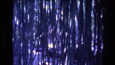 Honolulu Oahu Hawaii USA (1977): Person Walking Around In Woods