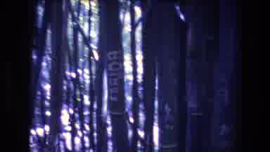 Honolulu Oahu Hawaii USA (1977): Trees In The Woods Marked With Numbers