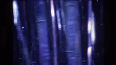 Honolulu Oahu Hawaii USA (1977): BAMBOO FORESTS ARE AN AMAZING SIGHT BECAUSE