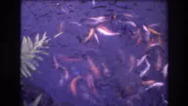 Honolulu Oahu Hawaii USA (1977): Fish In Water Swimming Around Different Kind Of