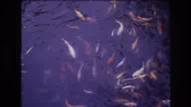 Honolulu Oahu Hawaii USA (1977): Various Koi Fish Swimming And Eating Food Dropped