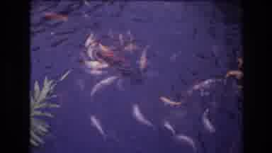 Honolulu Oahu Hawaii USA (1977): A Group Of Koi Fish Swimming In A Pond By A Plant