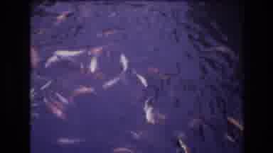 Honolulu Oahu Hawaii USA (1977): Someone Throwing Food To A Bunch Of Fish In A