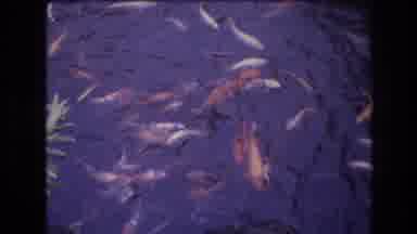 Honolulu Oahu Hawaii USA (1977): Fish And Other Animals Swim In A Pond Surrounded