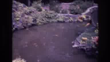 Honolulu Oahu Hawaii USA (1977): Numerous Fish In A Lake