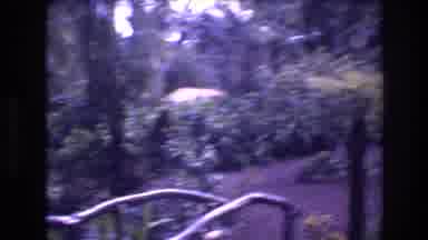 Honolulu Oahu Hawaii USA (1977): Pan Of A Garden Or Nature Area