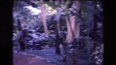 Honolulu Oahu Hawaii USA (1977): A Panoramic View Of A Nature Trail With Trees And