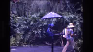 Honolulu Oahu Hawaii USA-1977: Person Recording Blue Parrot On Stand In Tropical Garden