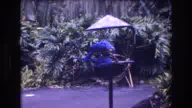 Honolulu Oahu Hawaii USA (1977): Here We Have The Blue Bird Group In The Backyard