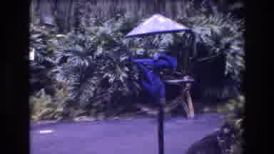 Honolulu Oahu Hawaii USA (1977): 2 Blue Parrots Feasting From Bird Table