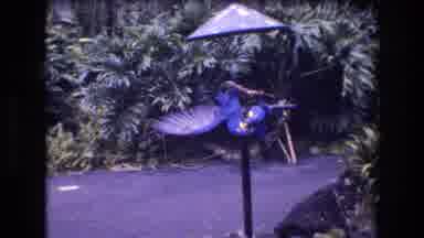 Honolulu Oahu Hawaii USA (1977): Two Parrots Playing On A Stick