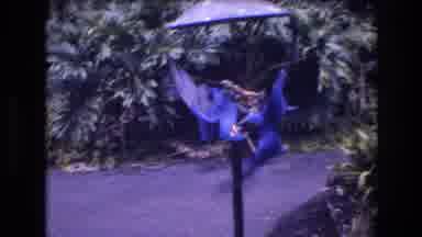 Honolulu Oahu Hawaii USA (1977): Blue Peacock Birds Found Fighting Hanging Upside