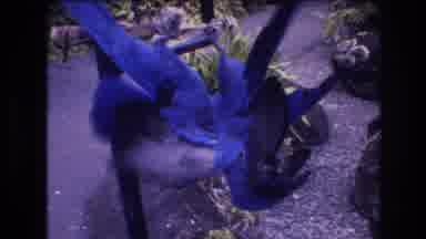 Honolulu Oahu Hawaii USA (1977): Two Blue And Yellow Parrots Play Upside Down