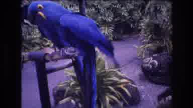 Honolulu Oahu Hawaii USA (1977): Two Blue Parrots Sit On A Roost Next To Each