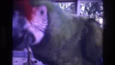 Honolulu Oahu Hawaii USA (1977): Parrot At The Zoo