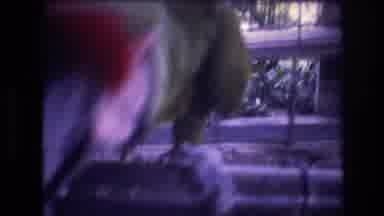 Honolulu Oahu Hawaii USA (1977): Curious Green And Red Parrots Being Filmed In