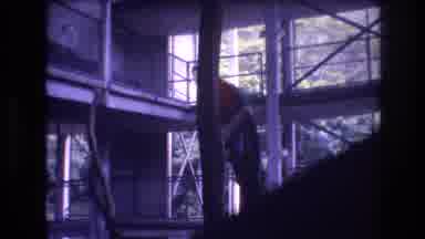 Honolulu Oahu Hawaii USA (1977): Macaw Bird Perched Tree Branch Contained Fenced