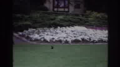 Ottawa Canada (1967): Traveling Shot Of A Front Lawn Landscape With Blooming