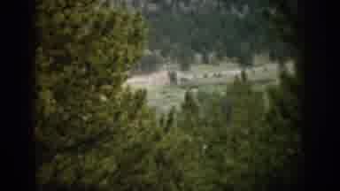 Colorado USA (1959): View Of Mountains And Green Trees Pine Trees