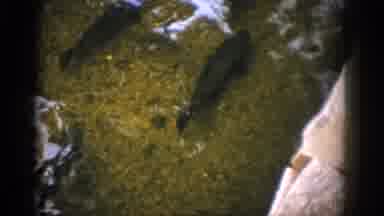 Colorado USA (1959): View The Fish At The Bottom Of The Riverbed